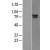 Western Blot: Rad17 Lysate [NBL1-15111] - Western Blot experiments. 
Left-Control; Right -Over-expression Lysate for RAD17